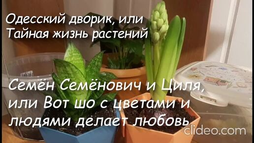 Глава 9. Семён Семёнович и Циля, или Вот шо с цветами и людями делает любовь