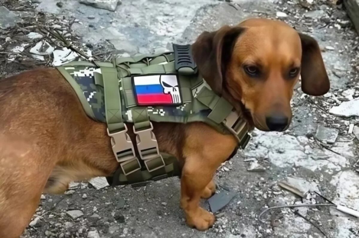    Томские бойцы приютили таксу в зоне СВО и сшили ей военное обмундирование