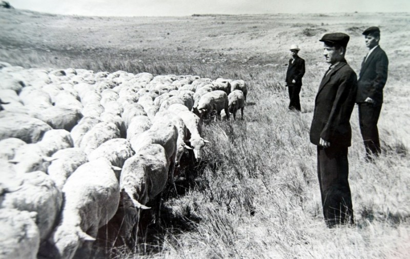 Животноводы и отара стриженных мериносов на полях Рубцовского района