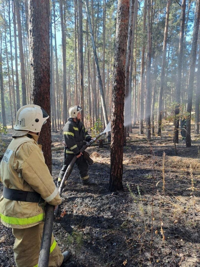    В урочище «Солянка» Курской области ликвидировано возгорание 500 кв. метров