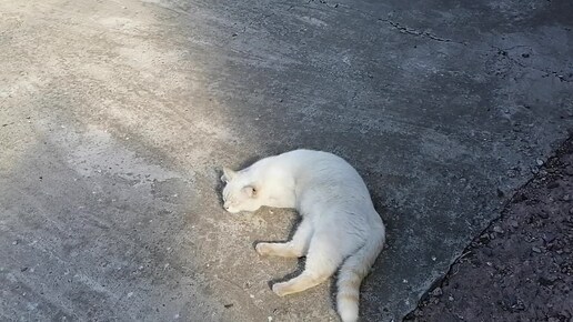 Коричневое вонючее золото.