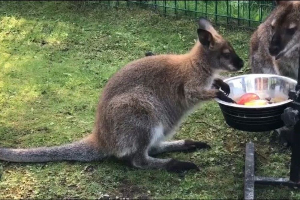    Если хоть один кенгуренок умрет, к статье "Кража" прибавится еще одна, по которой вору могут дать до трех лет тюрьмы. / Ярославский зоопарк