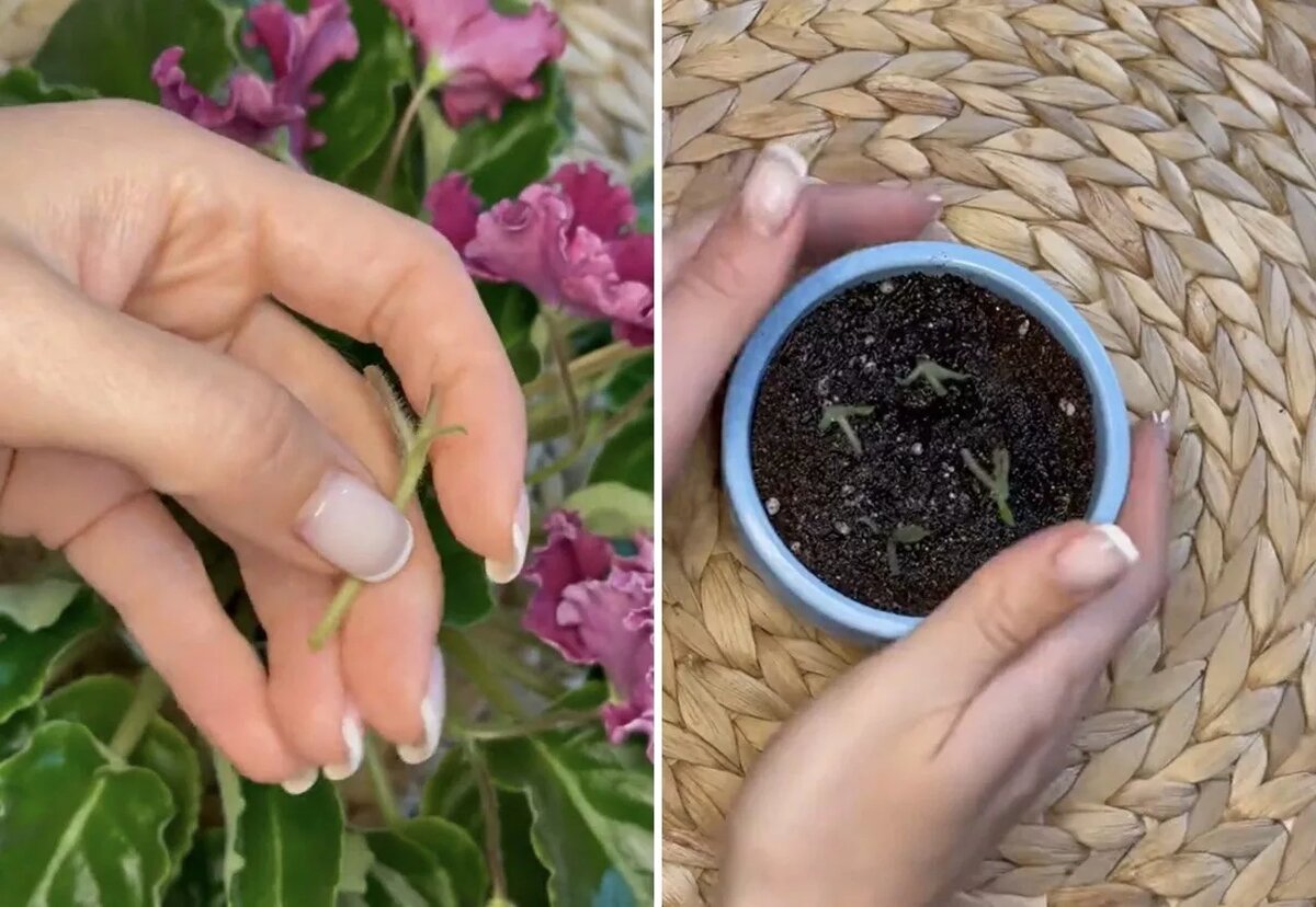 Фото: ТГ-канал «Комнатные цветы» 