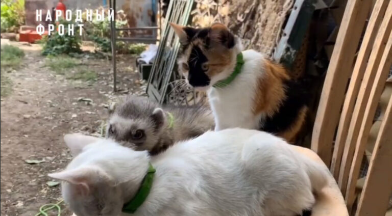    Хорёк Володя и бульдог Штурман: Оренбургские бойцы СВО показали свой контактный зоопарк Андрей Севостьянов