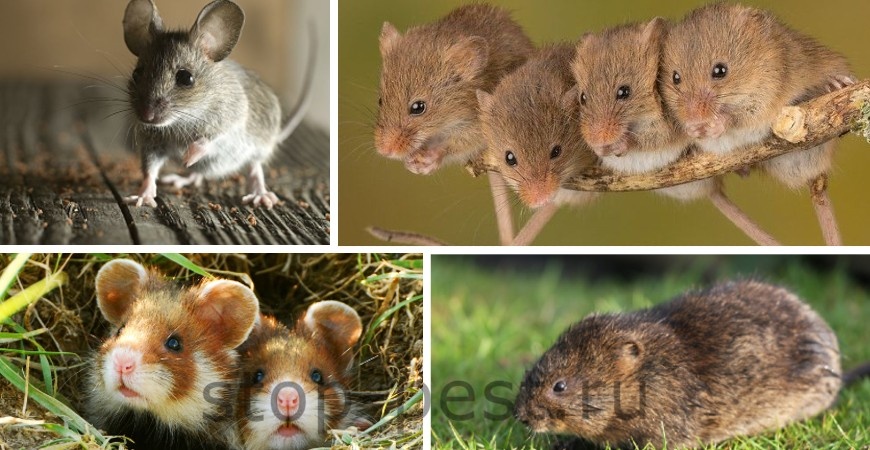 фото сайта https://stop-pest.ru