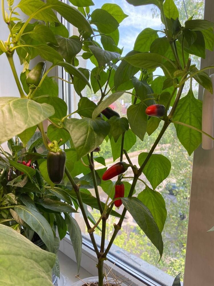 Фото: t. me/balcony_city_farmer