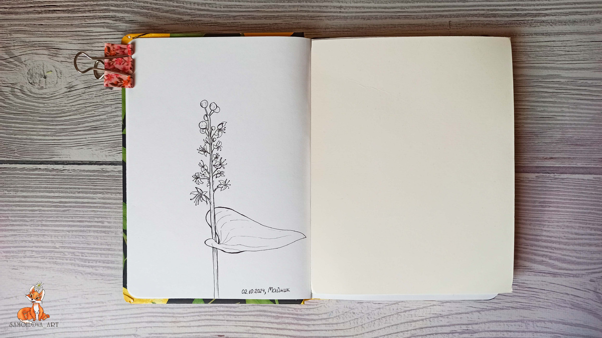 2.10.2024, тема №2, майник