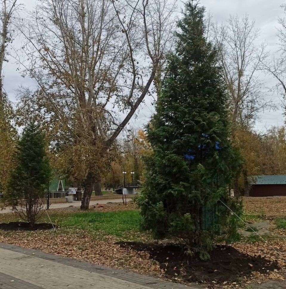    В парке "Изумрудный" появились туи. Источник: t.me/park_izumrudnyi