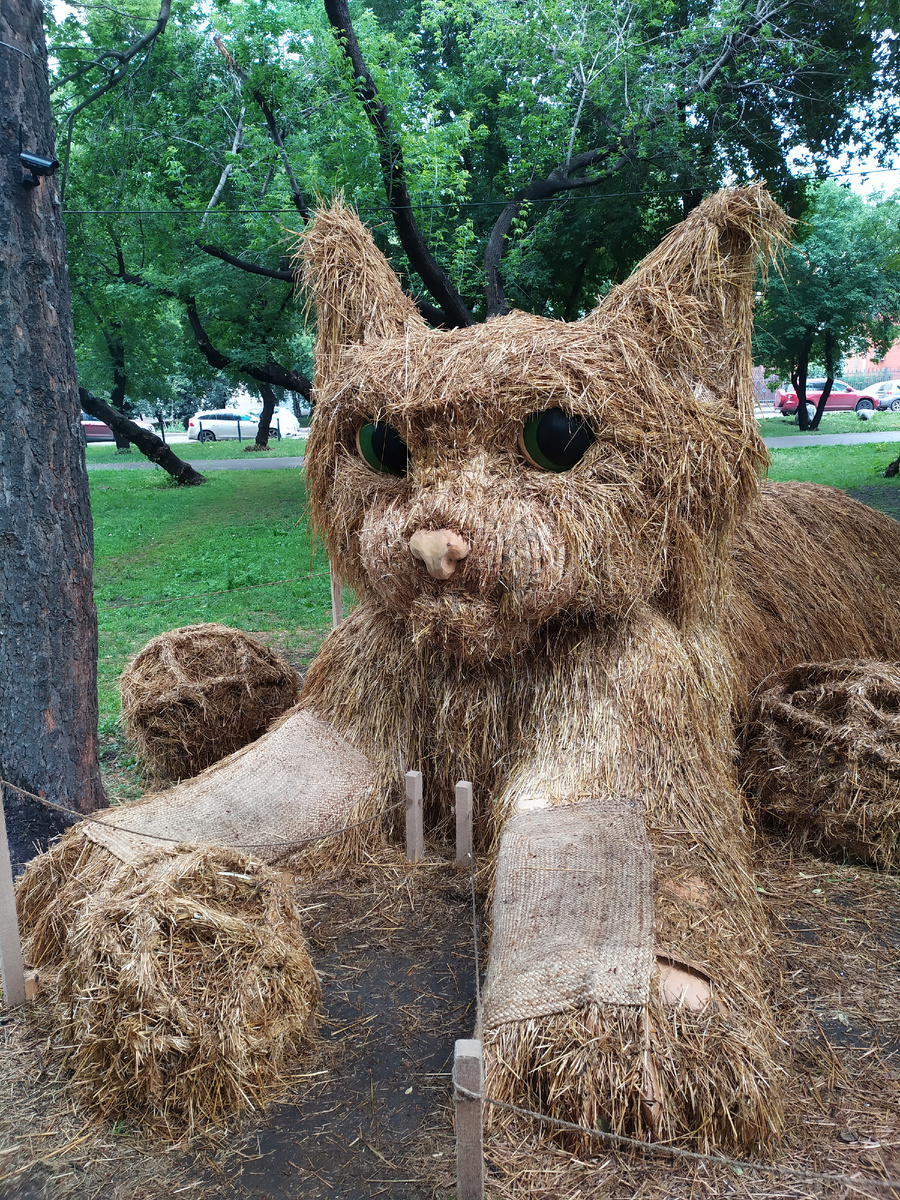 Соломенный котик