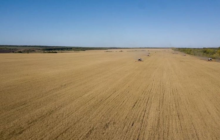    В «Русмолко» в этом году впервые собрали урожай чечевицы