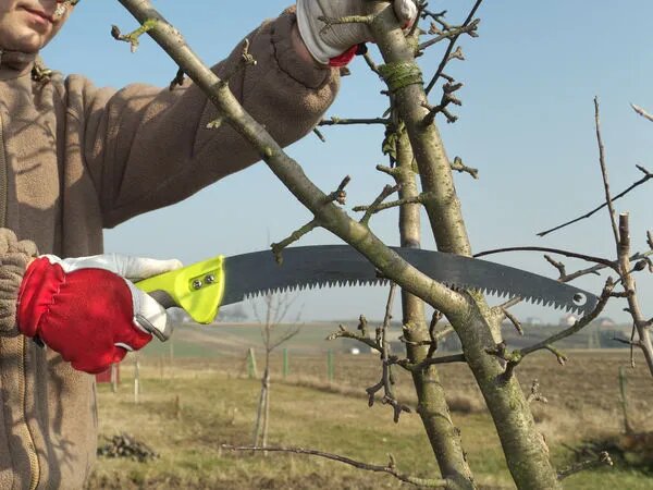 Правильная обрезка фруктовых деревьев и кустарников — залог успешного урожая