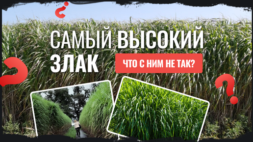 Самый высокий злак -что с ним не так?