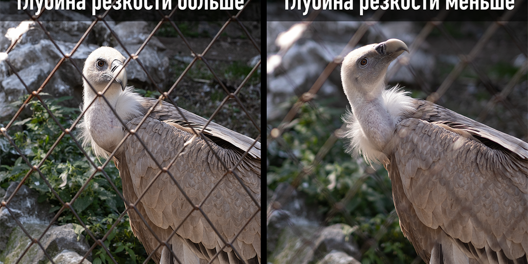 Зачем разбираться с настройками фотоаппарата, когда есть полностью автоматический режим?