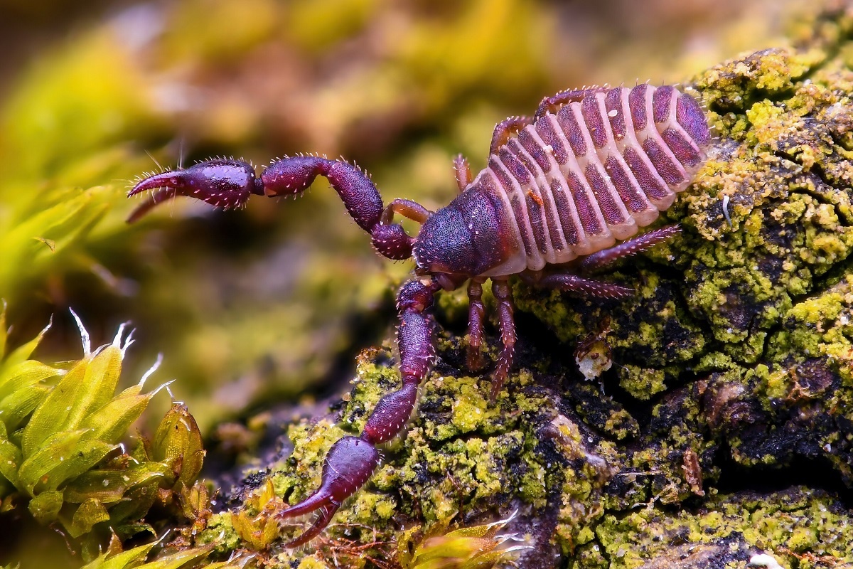 Книжный ложноскорпион (Chelifer cancroides)