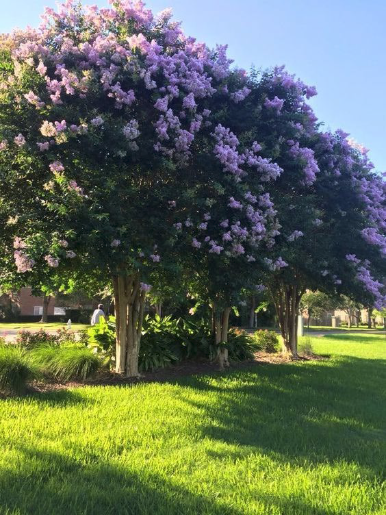 – устойчивый кустарник, который цветет весной и легко переносит зиму.