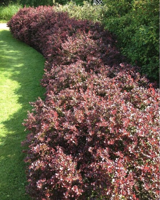 – неприхотлив, хорошо растет как на солнце, так и в полутени, обладает декоративными листьями.