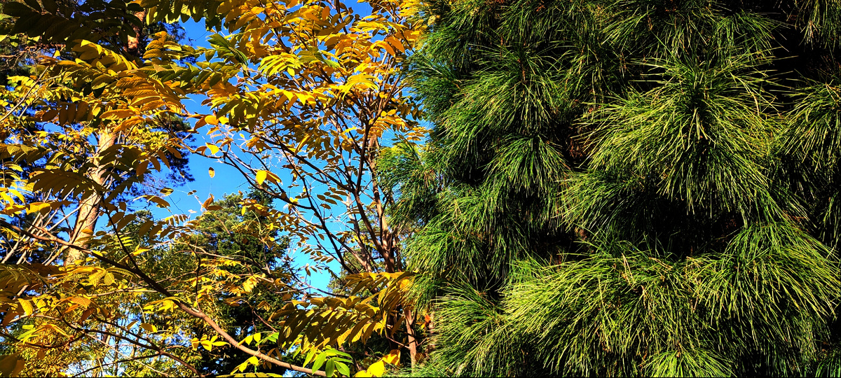 У нас сейчас наступила пора золотой осени