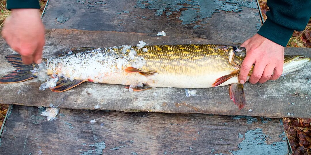 Как быстро почистить свежую щуку — читать на Gastronom.ru