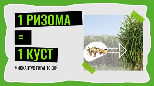 ГИГАНТ из маленькой ризомы. Одна ризома = один куст Мискантуса Гигантского