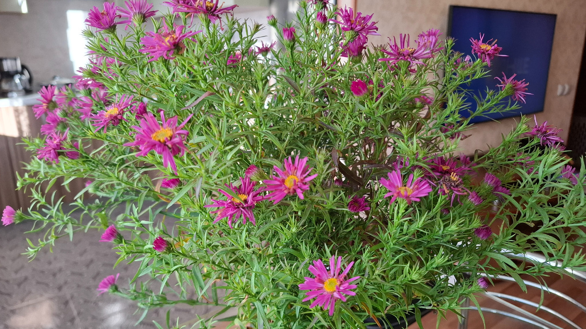 Вот такой букет теперь стоит на столе