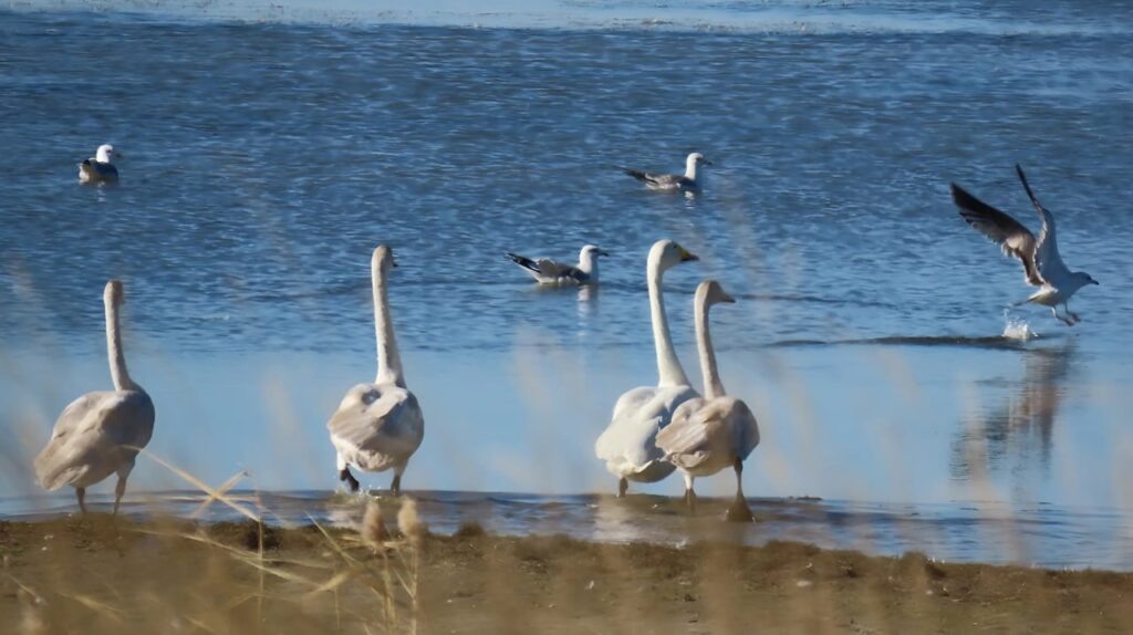     На Светлинских озёрах заметили перелётных гусей, казарок, лебедей и цапель Оренбуржье
📷    На Светлинских озёрах заметили перелётных гусей, казарок, лебедей и цапель Оренбуржье
📷    На Светлинских озёрах заметили перелётных гусей, казарок, лебедей и цапель Оренбуржье
📷    На Светлинских озёрах заметили перелётных гусей, казарок, лебедей и цапель Оренбуржье
