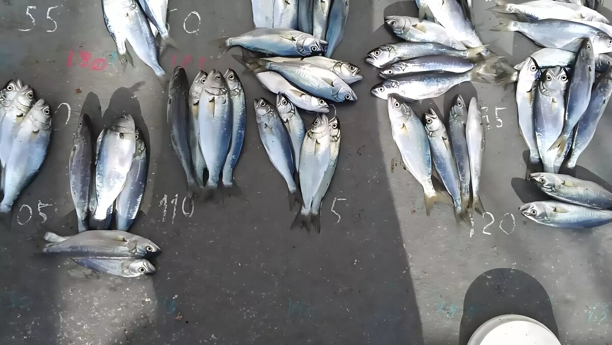     Источник: Азово-Черноморский филиал ФГБНУ ВНИРО