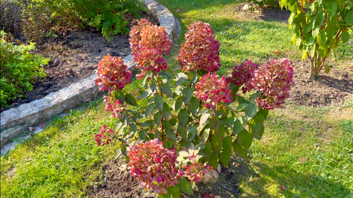 Начало октября. Гортензии метельчатые после заморозков. Hydrangea paniculata. Вимс Ред / Кэндллайт / Самарская Лидия / Фантом / Даймонд Руж