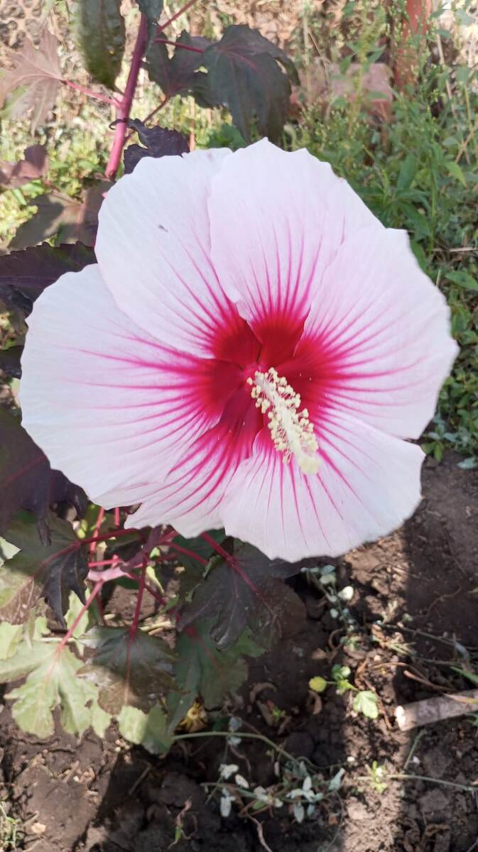 Гибискус подарил мне в прошлом году муж на день рождения. Это он цветёт в этом году на нашей даче. Фото прислал муж.