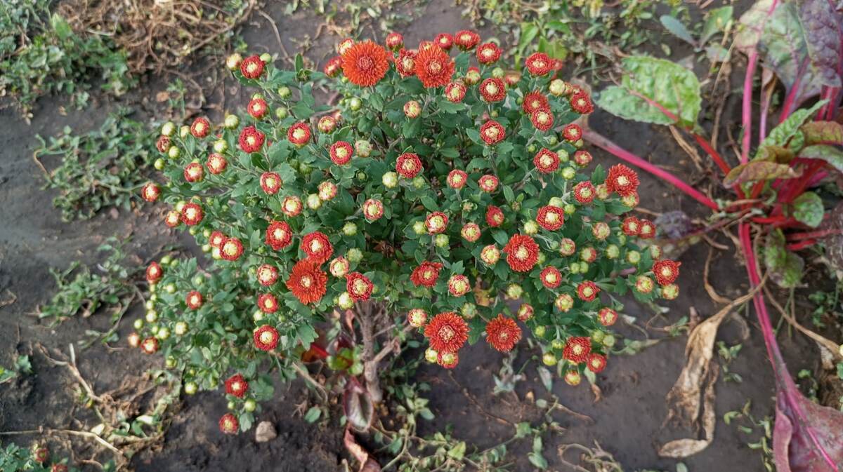 Дубки посадили прошлой осенью. И рядом свекла!