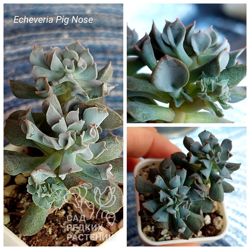Echeveria Pig Nose