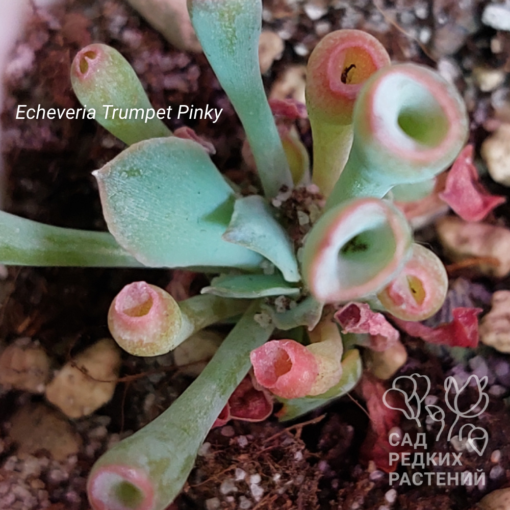 Echeveria Trumpet Pinky