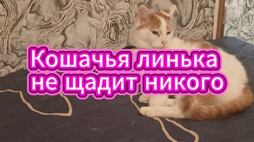 Кошачья линька не щадит никого