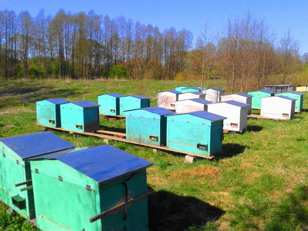 Пасека о которой пишу в статье