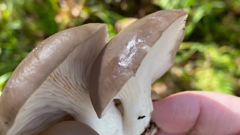     Грибы. vk.com/gribniki22rus