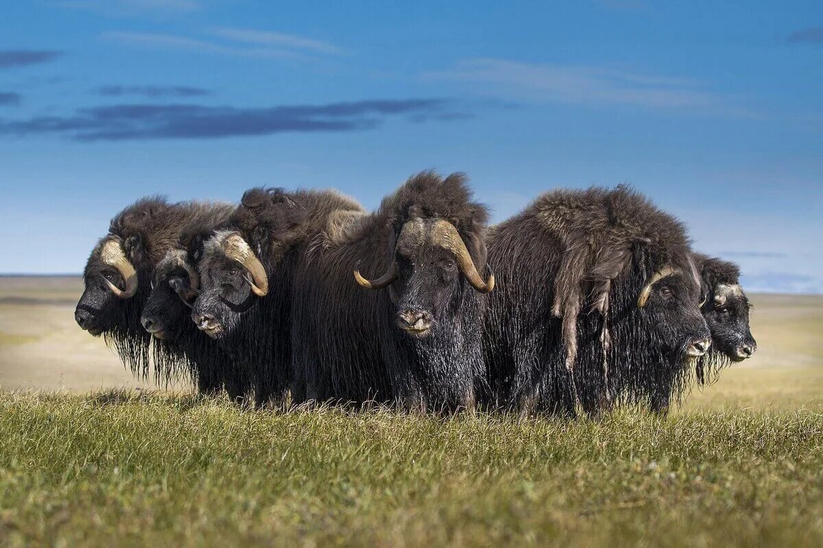 Овцебыки. Фото из открытых источников