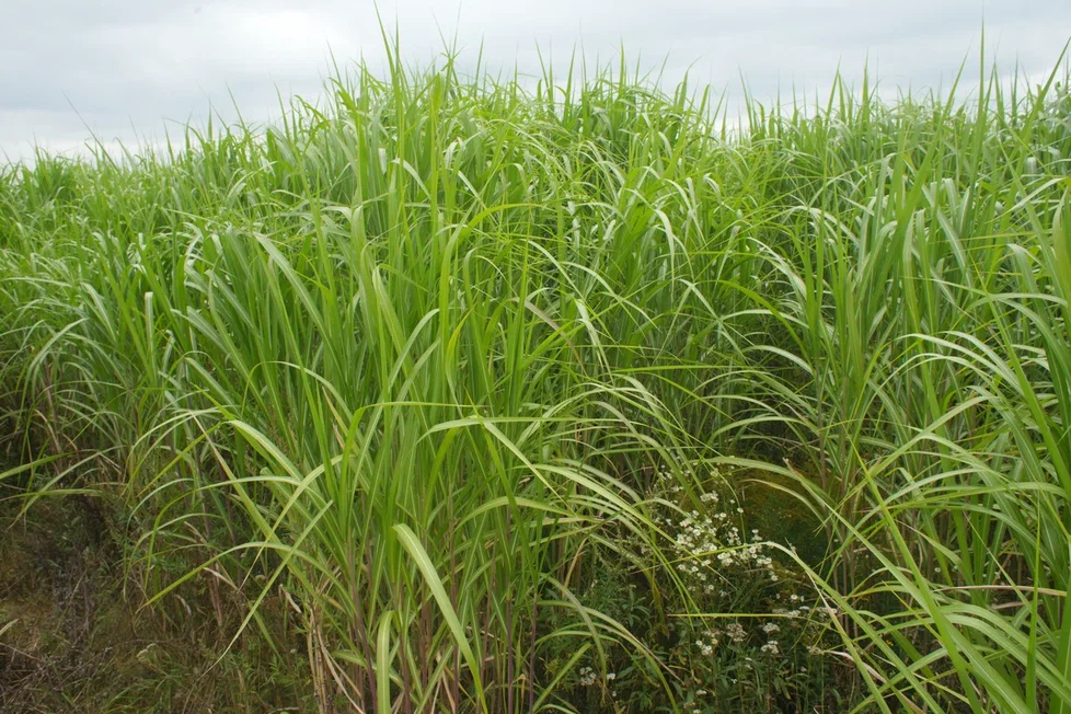 Мискантус гигантский. Источник фото: ООО "Первый питомник"