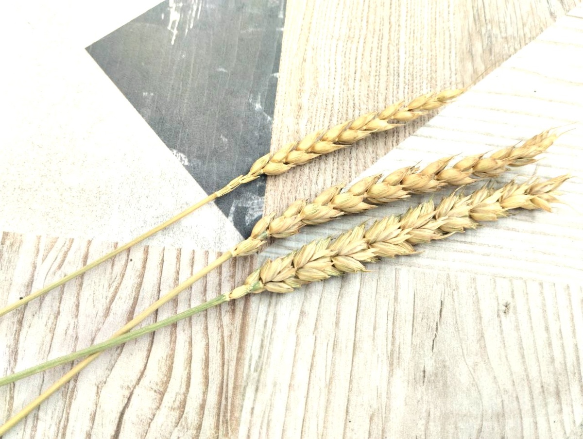 Фото: АПК Новости