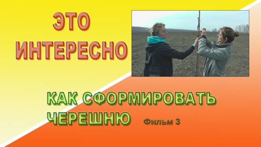 Как сформировать черешню 3