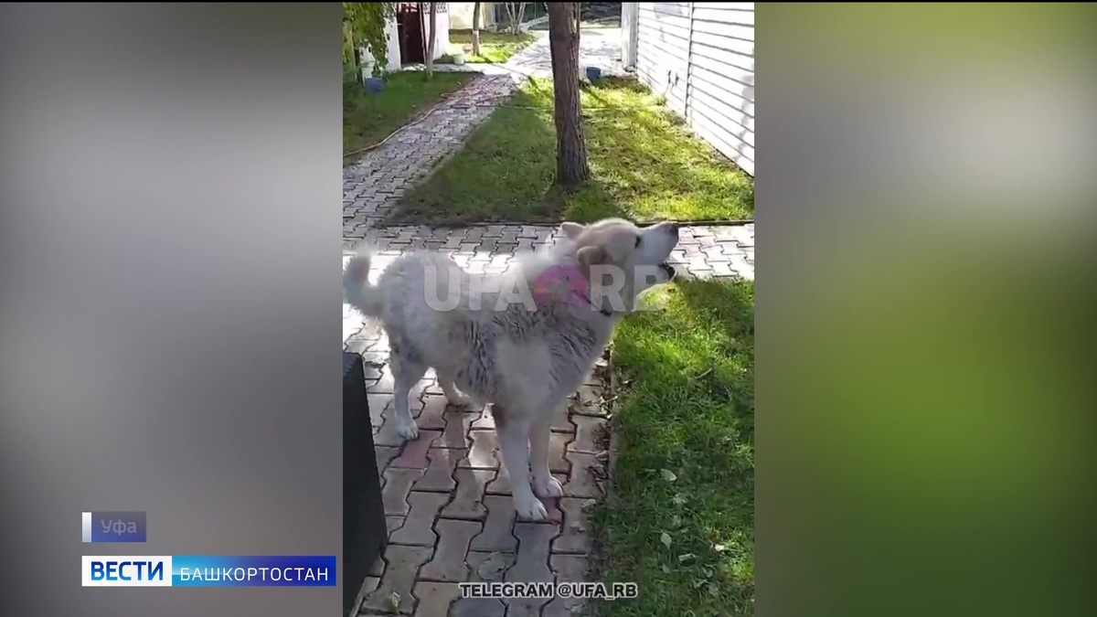    Необычную реакцию собаки на тревожную сирену сняли на видео в Уфе