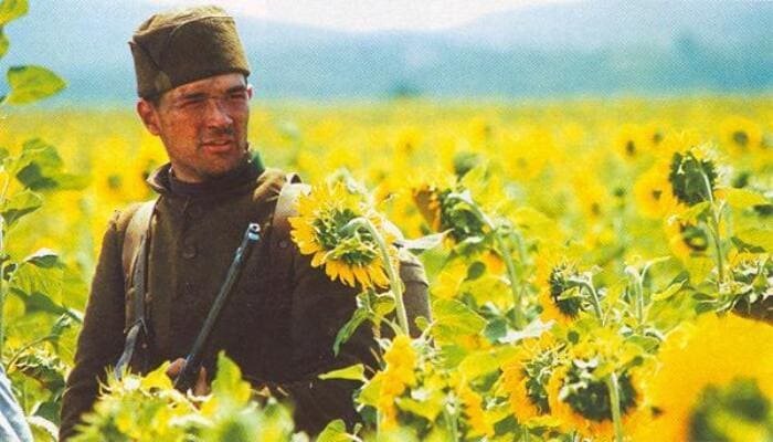 Сцена в подсолнухах очень красивая.