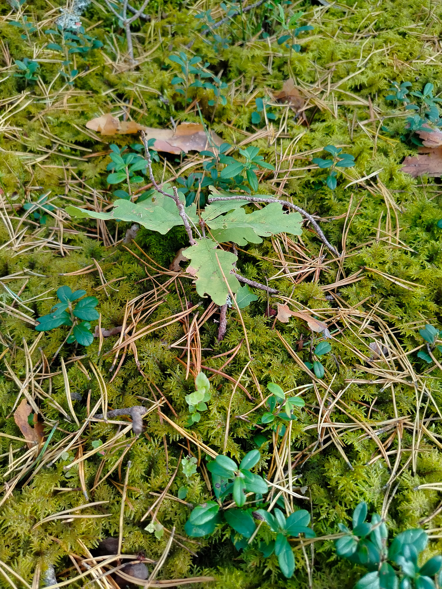Малюсенький дубок в сосновом лесу