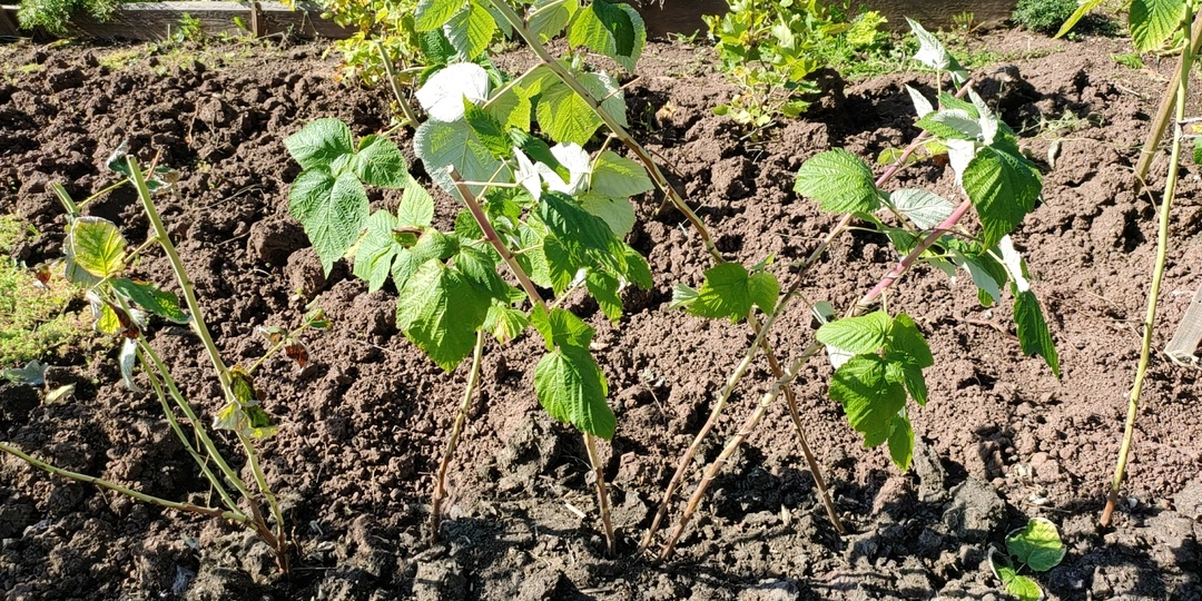 Малина любит осеннюю посадку, правила, чтобы получить отличный урожай
