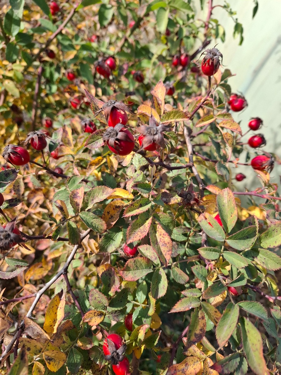 Так и не получилось его оторвать от веток)