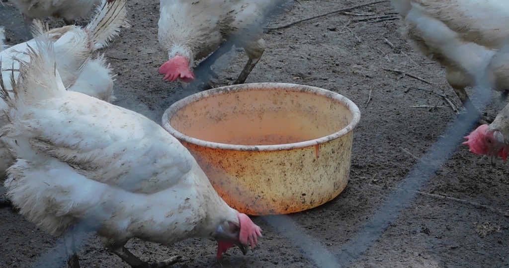 Отходы со стола для кур — польза или вред?