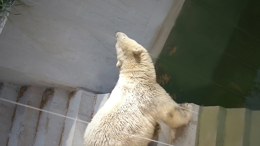 Tải video: Медвежонок Белка забралась на боковую лестницу и осматривает все вокруг!