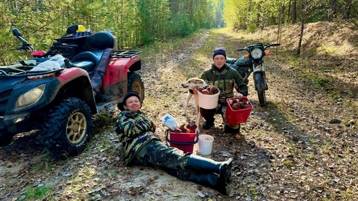 ПОЕЗДКА ЗА КЛЮКВОЙ, ГРИБОВ НЫНЧЕ ВАЛОМ, ХОТЬ С ТЕЛЕГОЙ ПРИЕЗЖАЙ.