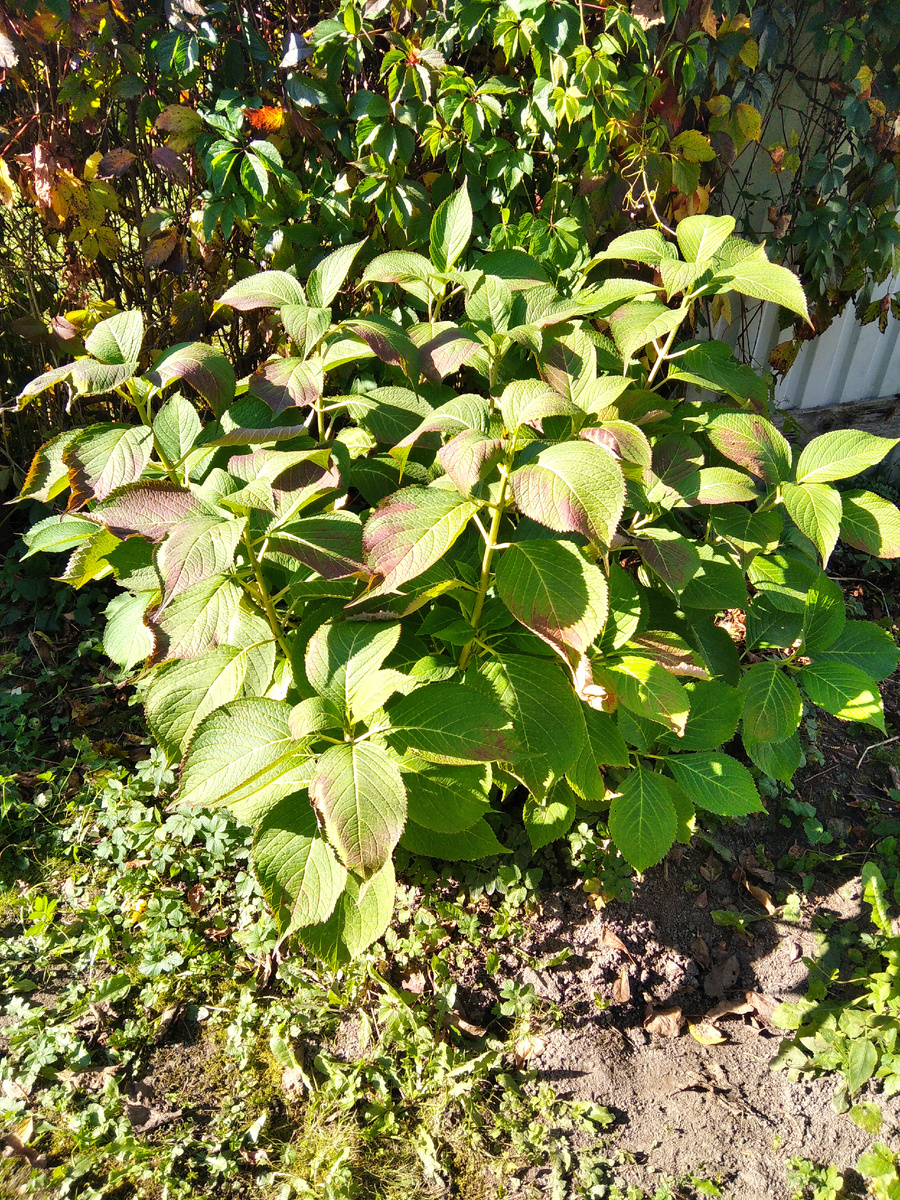 Гортензия 2 октября 2024 года