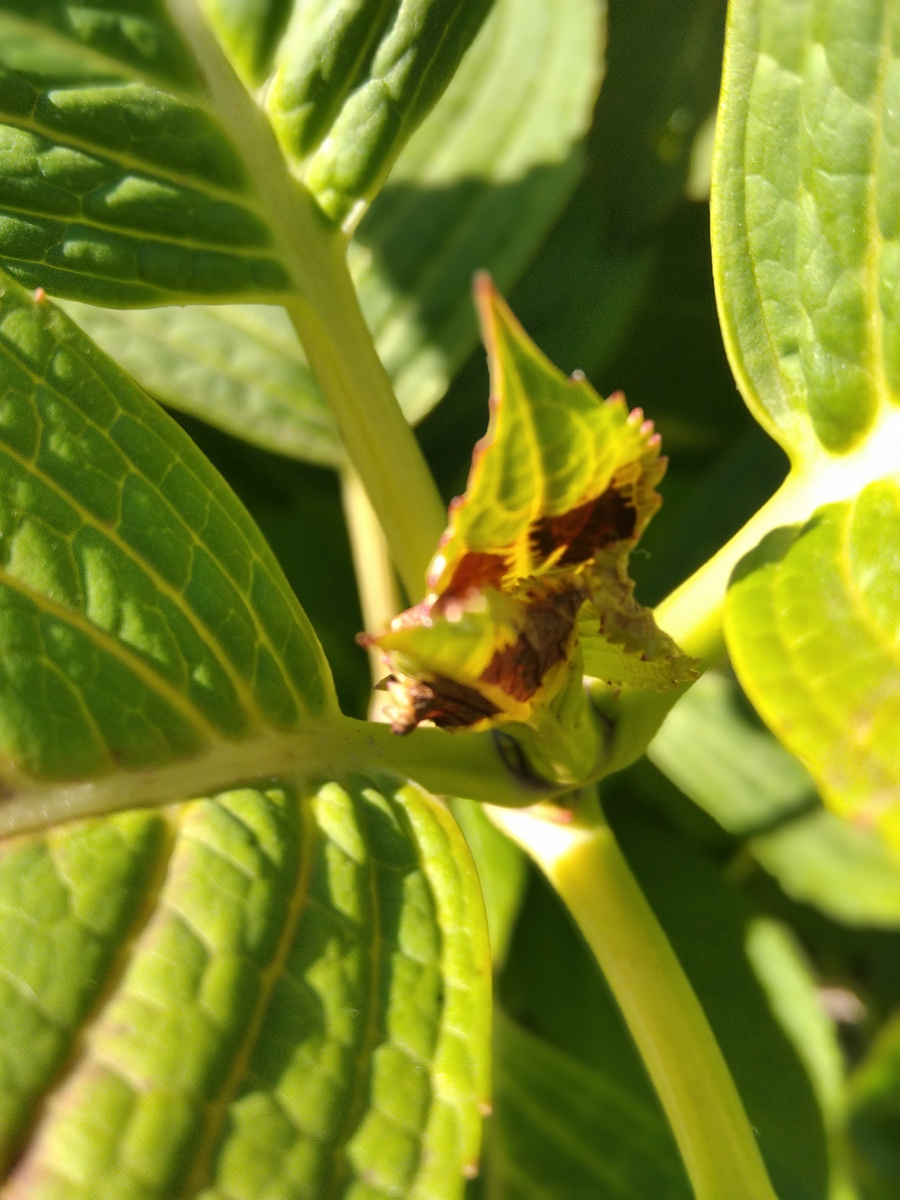 Почка побурела, видно, подмерзла