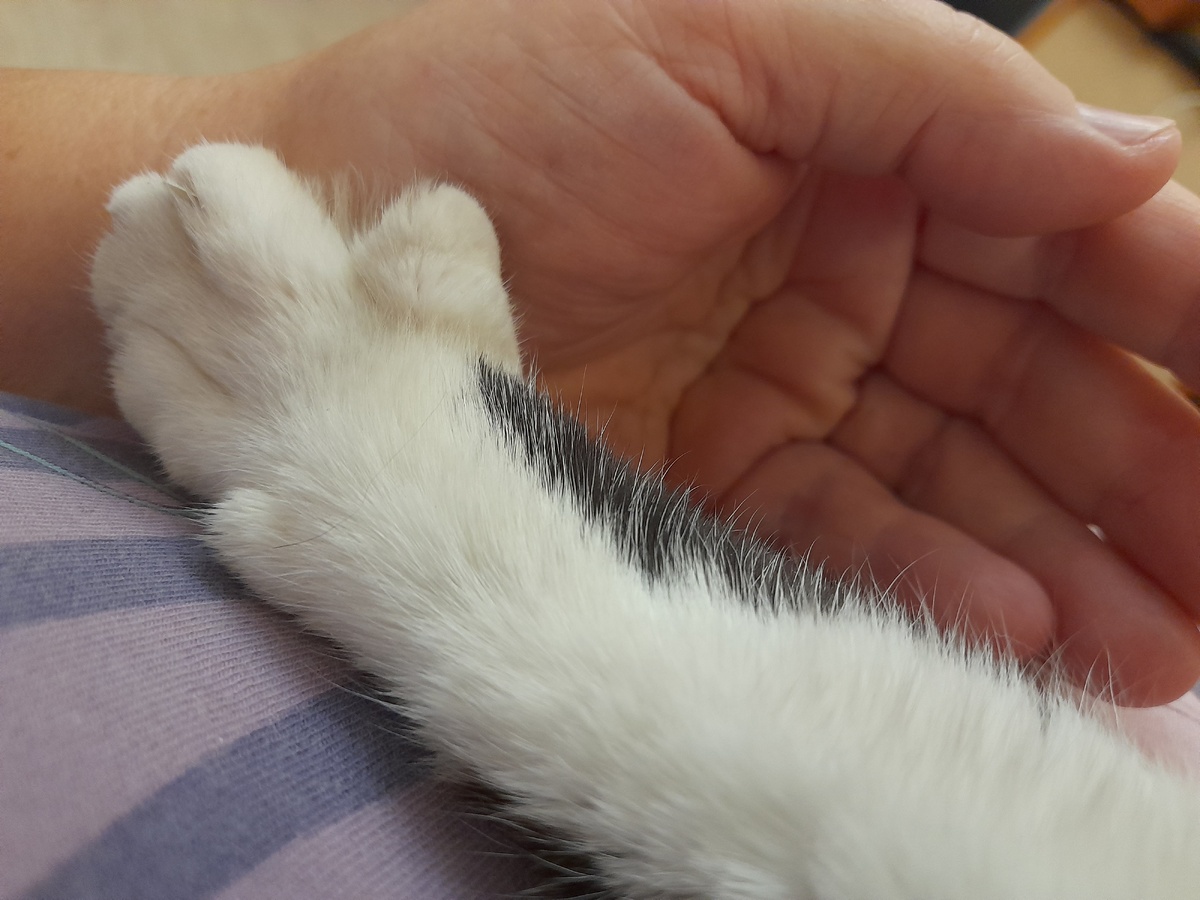 Фото автора. Дружеское рукопожатие)