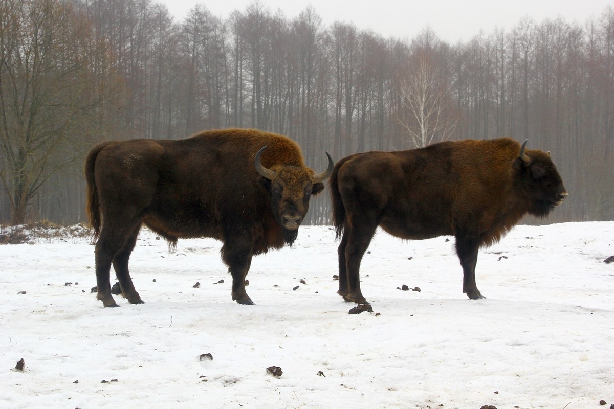 Источник: wikipedia.org Автор: Malupasic CC BY-SA 4.0 